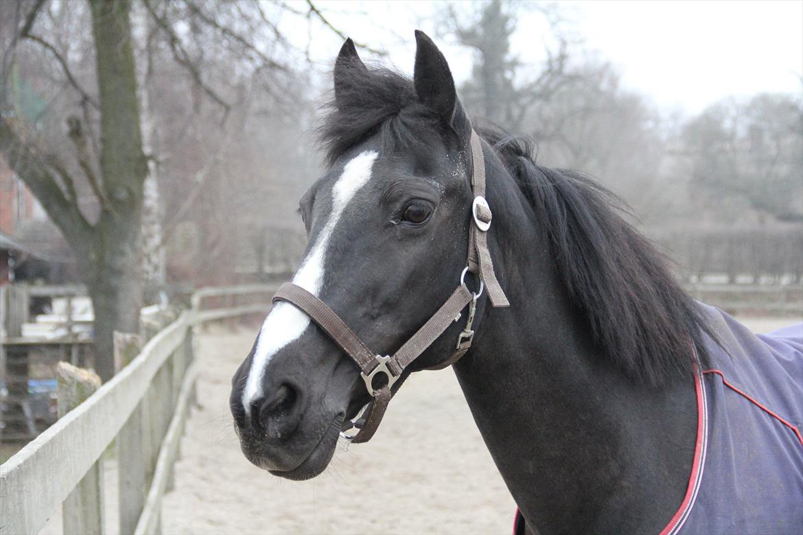 DSP Toftekildes Nelly - Taget af mig! ;D billede 4