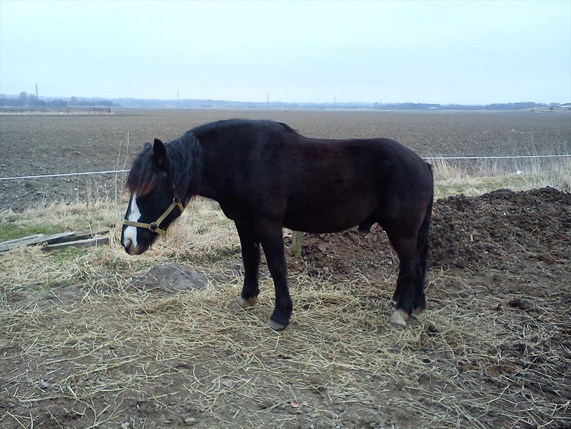 Koldblodstraver Aladin - Himmelhest billede 12