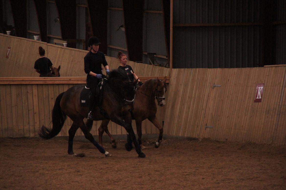 Dansk Varmblod Damgaards Lady Hotline - 20.03.12 billede 14