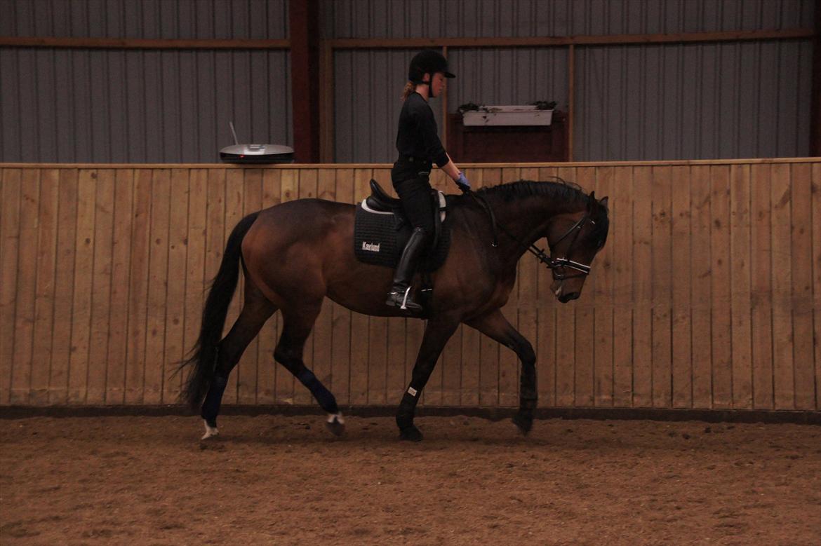 Dansk Varmblod Damgaards Lady Hotline - 20.03.12 billede 18