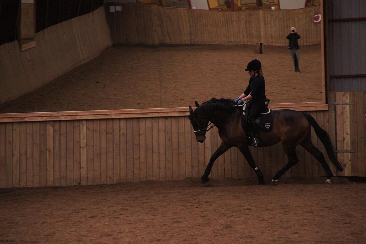 Dansk Varmblod Damgaards Lady Hotline - 20.03.12 billede 19