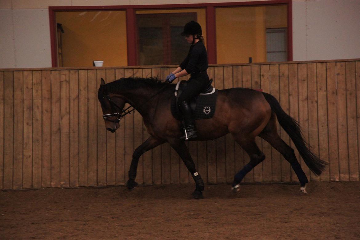 Dansk Varmblod Damgaards Lady Hotline - 20.03.12 billede 16