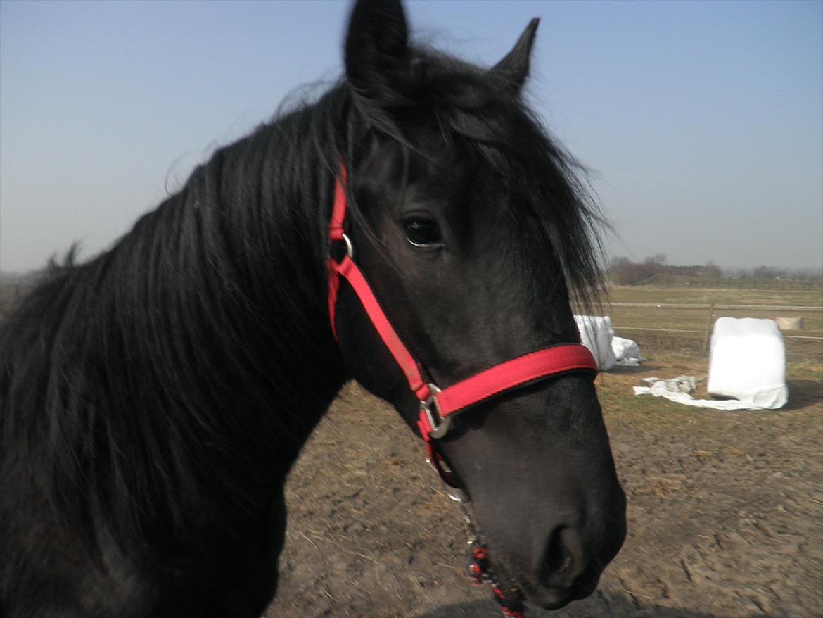 Barockpferd Diablo billede 14