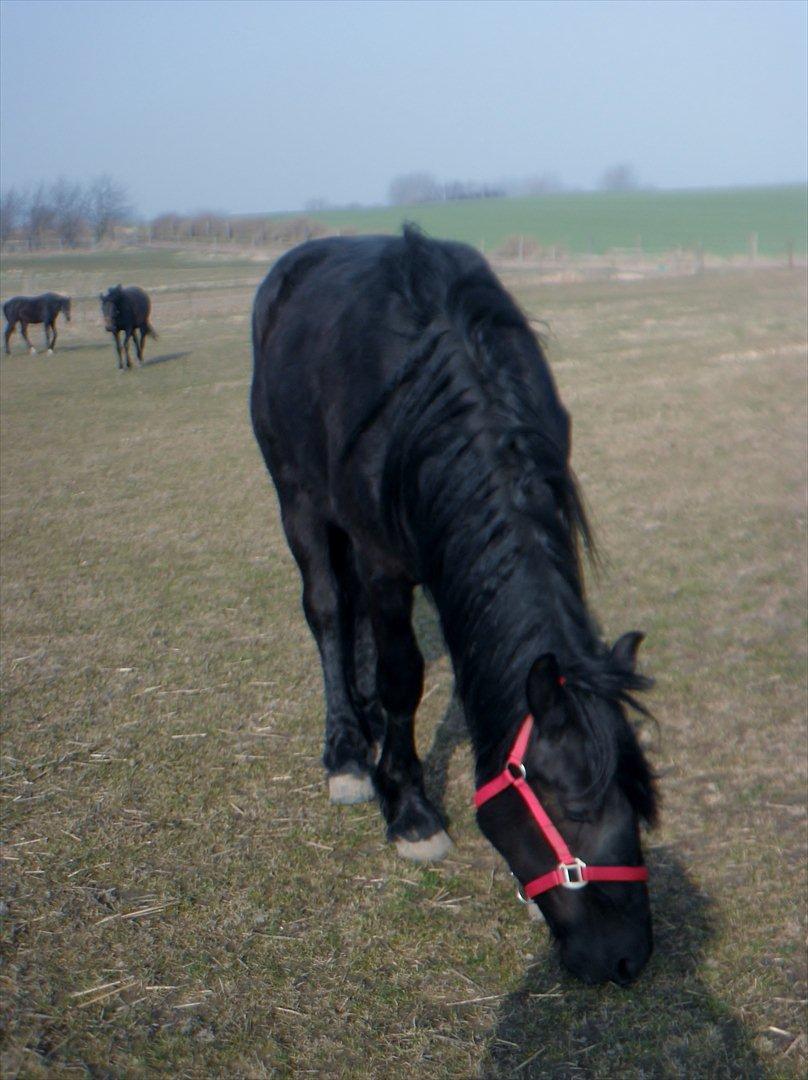 Barockpferd Diablo billede 15