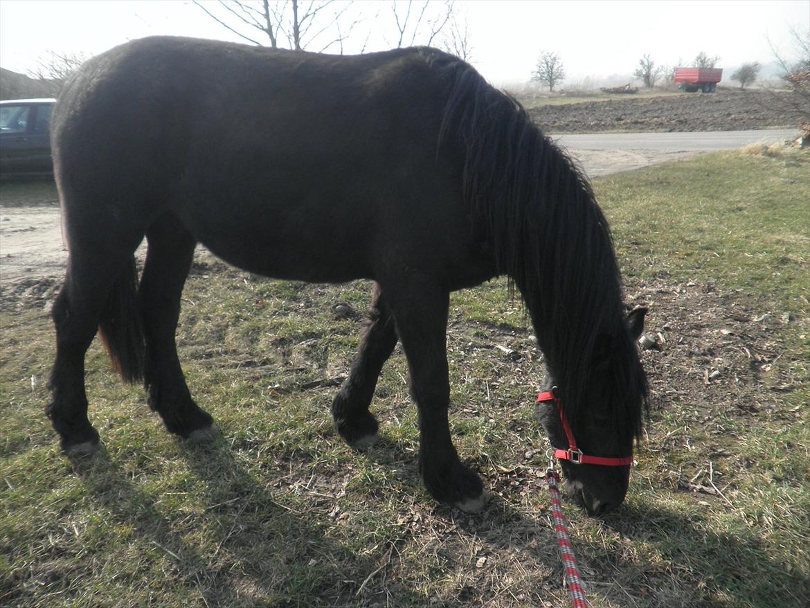 Barockpferd Diablo billede 16