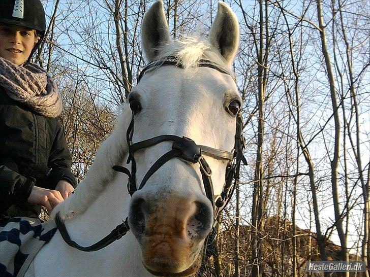 Anden særlig race * Cirkeline * # Min tøz # <3 - Cirkeline, og hendes skæve næsebånd (;
Fotograf: Marika (: billede 7