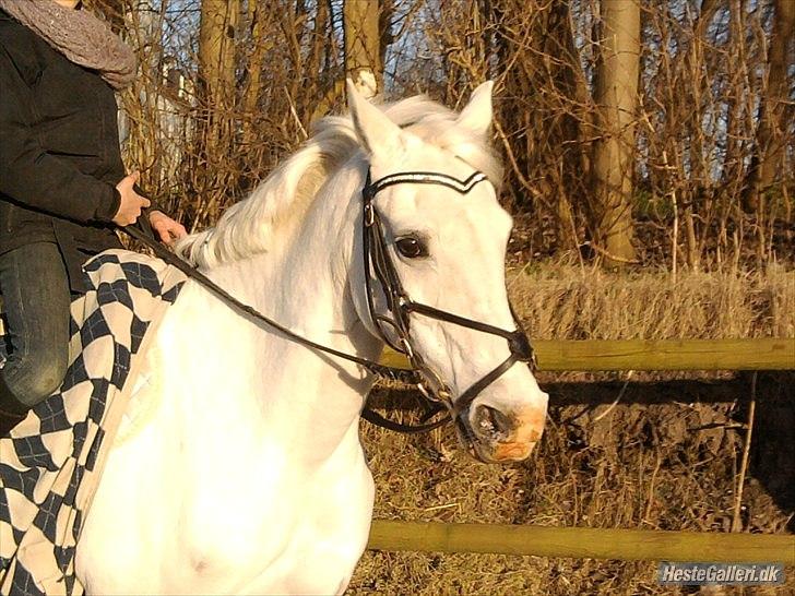 Anden særlig race * Cirkeline * # Min tøz # <3 - Min elskede pusling (:
Fototgraf: Marika (: billede 10