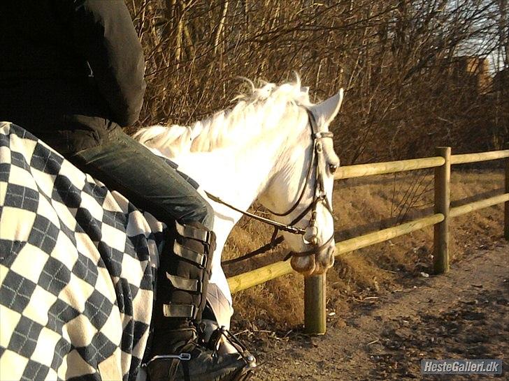 Anden særlig race * Cirkeline * # Min tøz # <3 - Mig og Cirke (:
Fototgraf: Marika(: billede 11