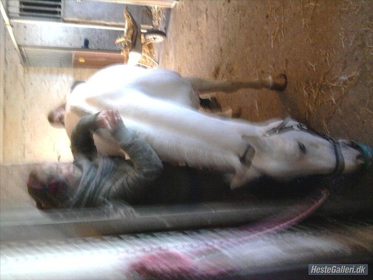 Anden særlig race * Cirkeline * # Min tøz # <3 - Cirke på staldgangen :)
Fotograf: Mor (: billede 16