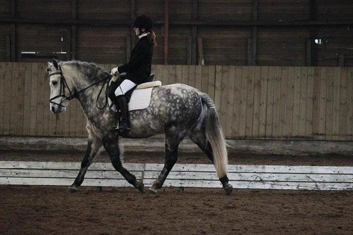 Anden særlig race Silver Moon - *Delle* <3 - Dressurstævne, LC1
Dommeren var ikke særligt god, hun dømte MEGET hårdt -.-
jeg synes faktisk vi red et fint program! - Foto: Line billede 8