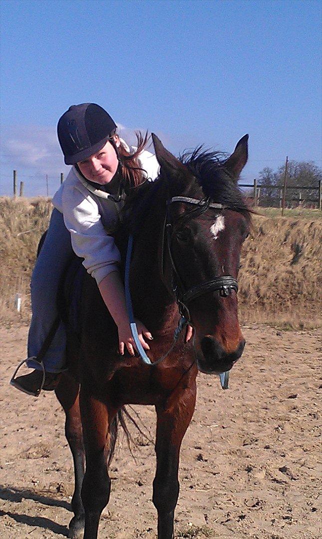 Standardbred En Bukse Frøkjær  billede 1