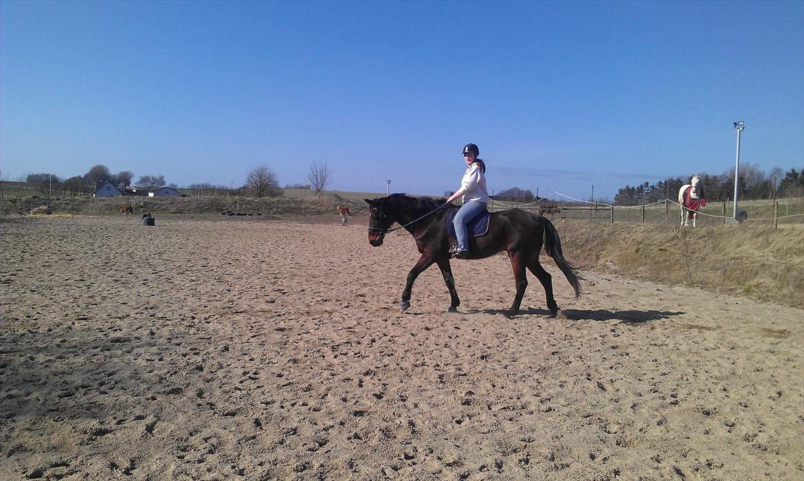 Standardbred En Bukse Frøkjær  billede 2