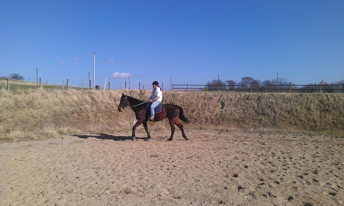 Standardbred En Bukse Frøkjær  billede 3