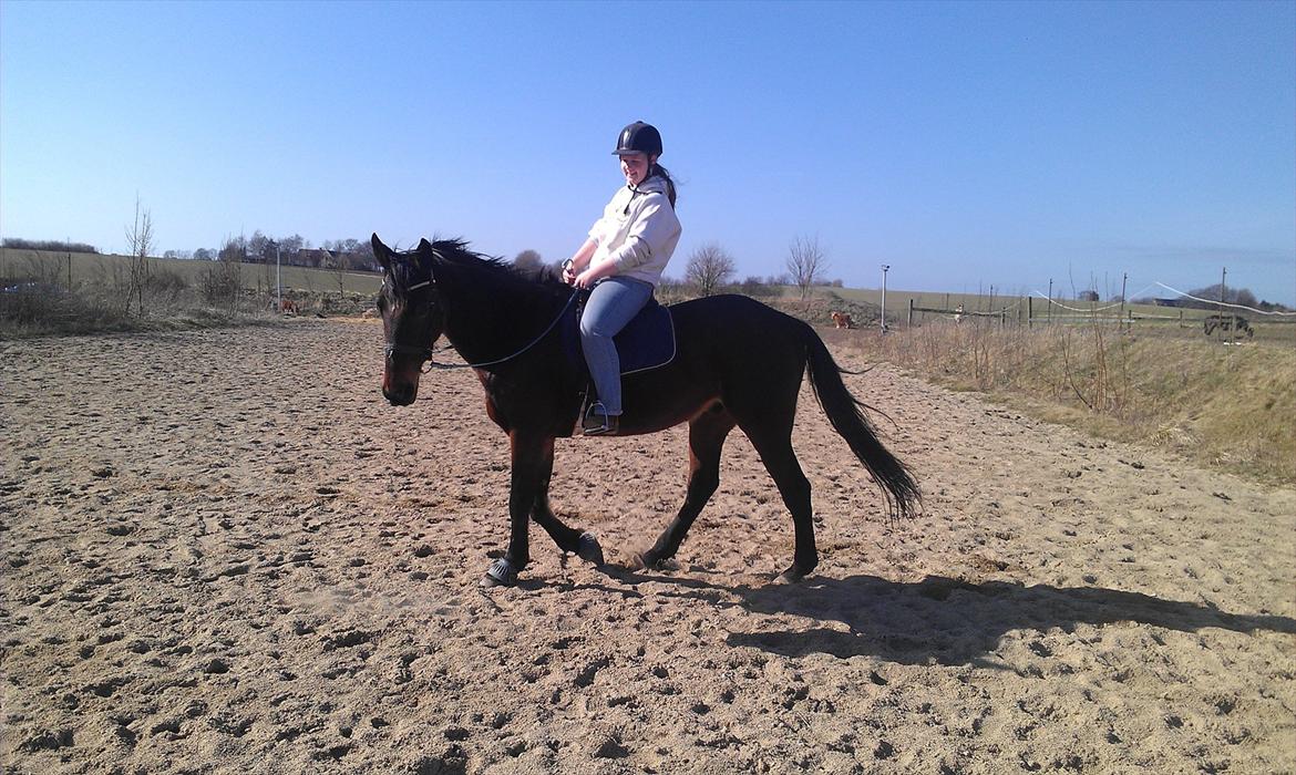 Standardbred En Bukse Frøkjær  billede 4