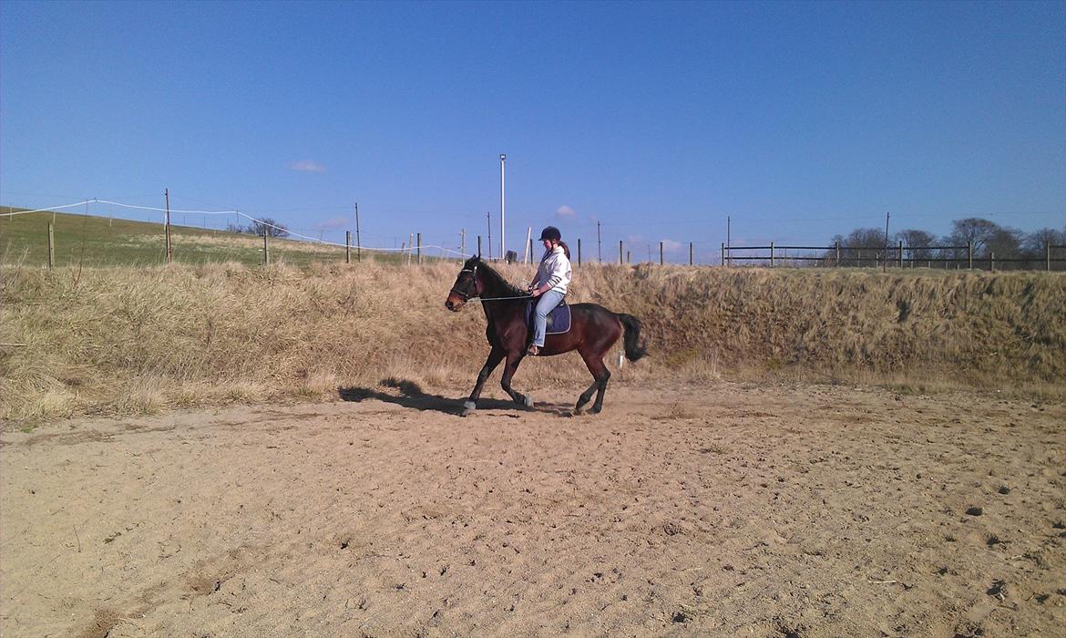 Standardbred En Bukse Frøkjær  billede 5