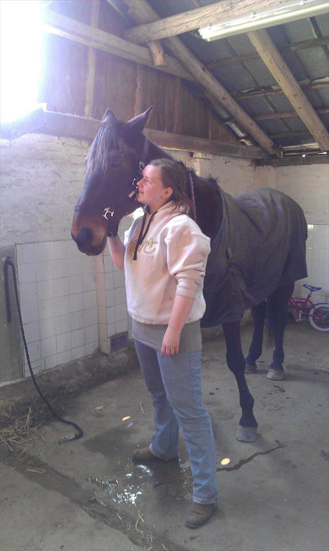 Standardbred En Bukse Frøkjær  billede 6