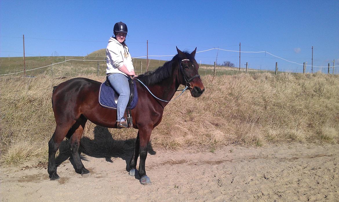 Standardbred En Bukse Frøkjær  billede 7