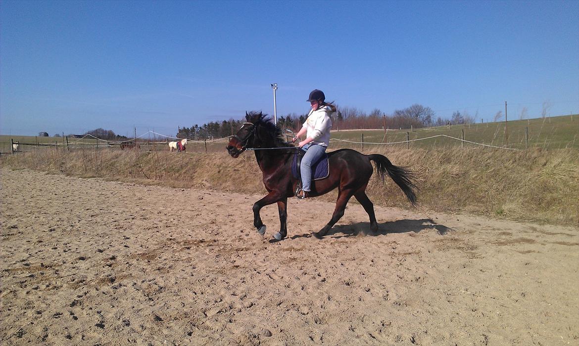 Standardbred En Bukse Frøkjær  billede 8