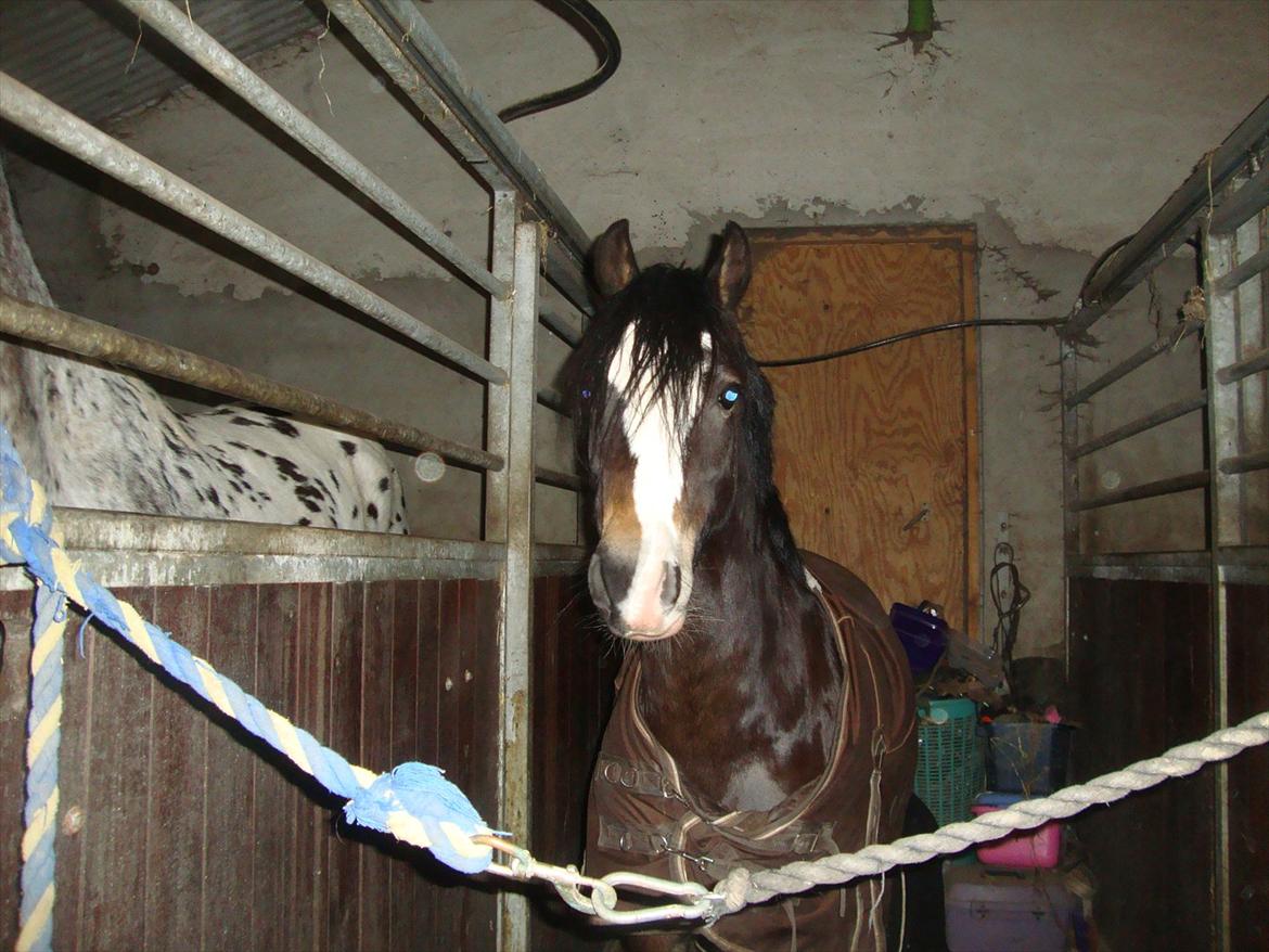 Welsh Pony (sec B) BAKKEGAADEN´S CHAPAIN billede 10