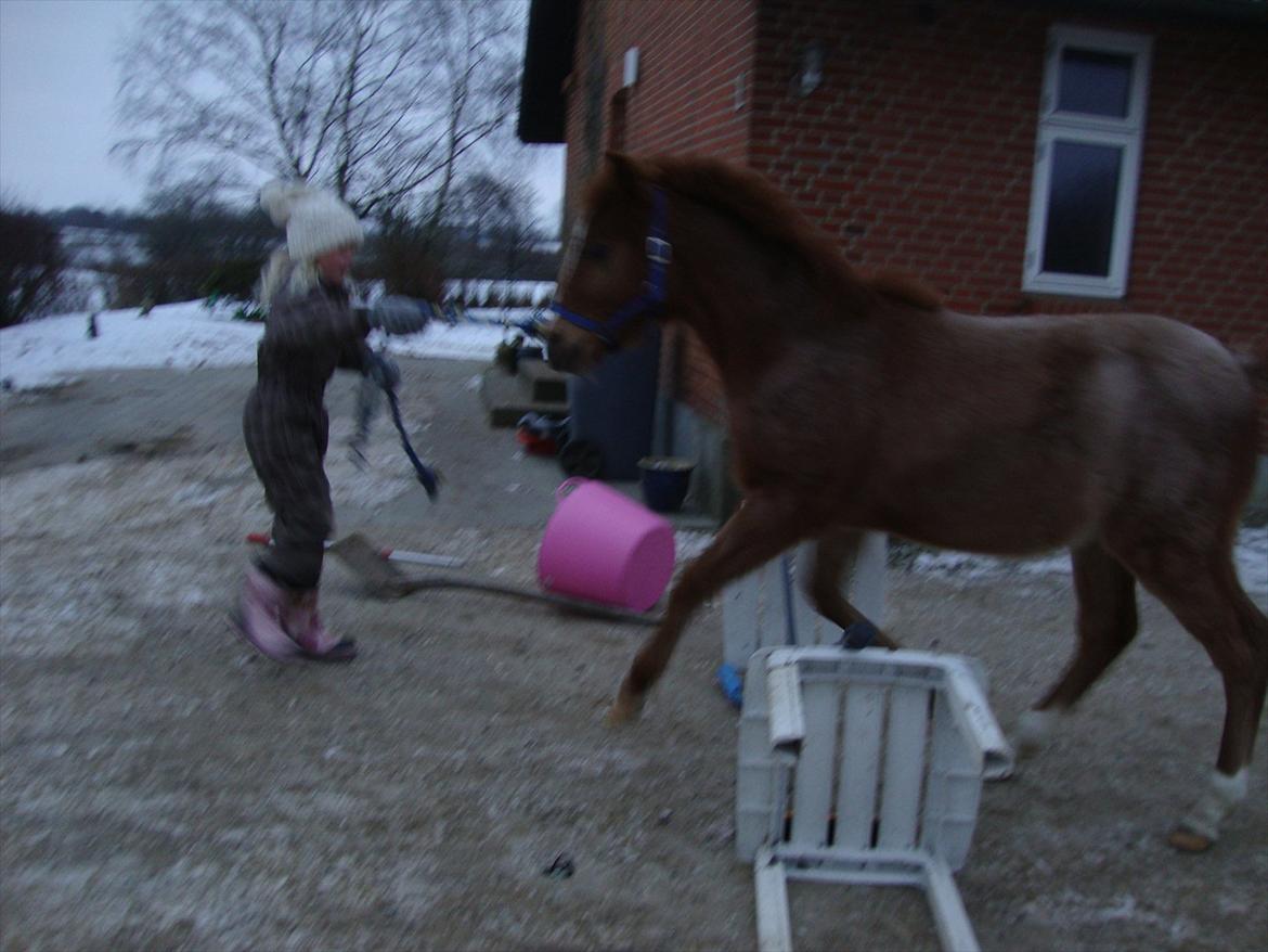 Anden særlig race Lucas billede 16