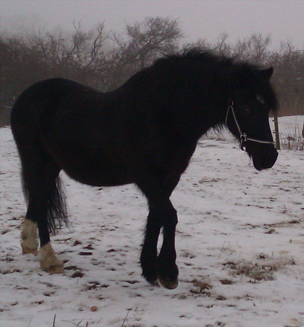 Welsh Cob (sec D) Black Magic |Gode tider!<3| - Den skønne pony i sneen på folden, i December 2011<3.
Fotograf - Mig billede 14