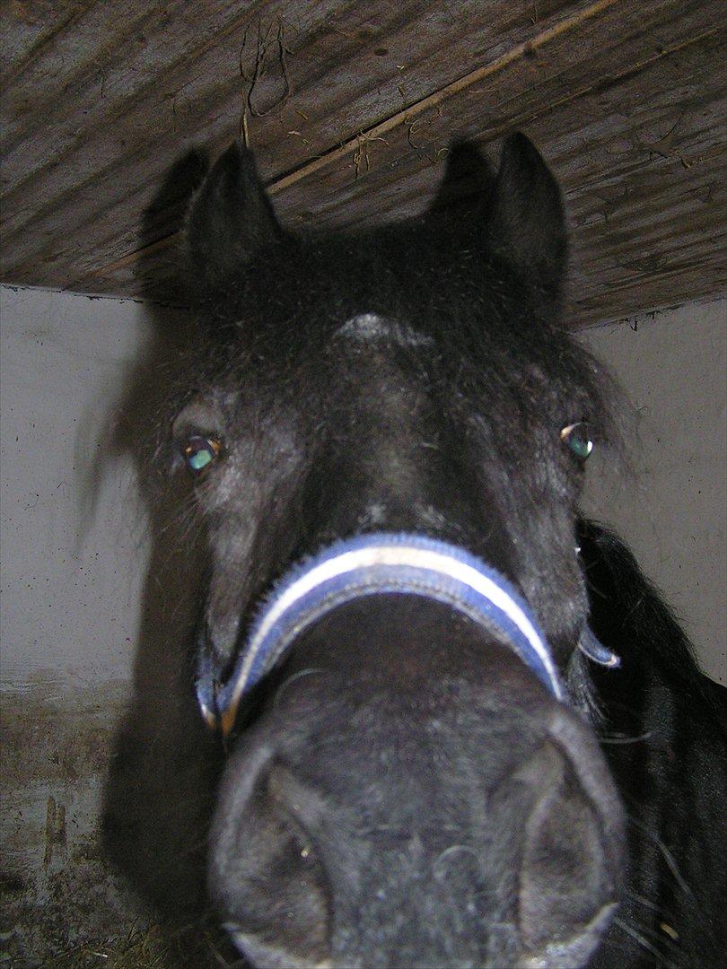 Welsh Cob (sec D) Black Magic |Gode tider!<3| - Ponydyret lige inden dressur stævne i Marts 2012<3.
Fotograf - Mig billede 6