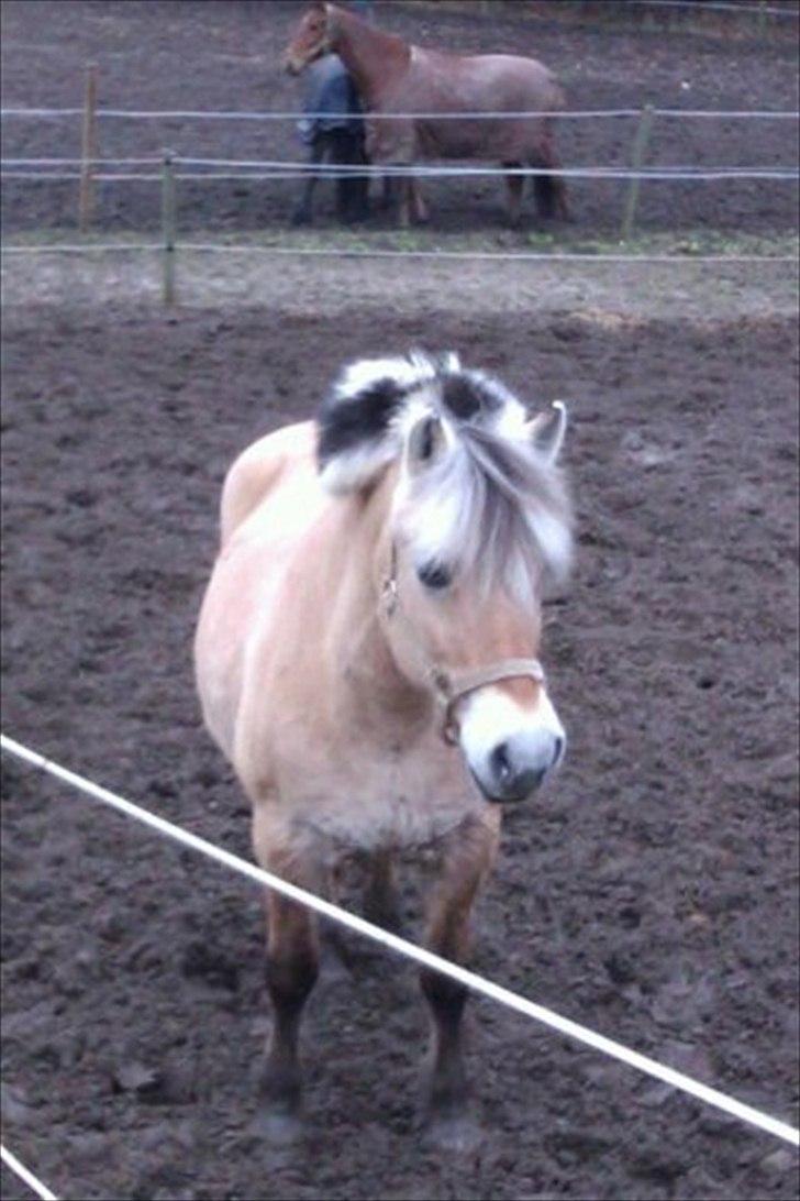 Fjordhest Tilde billede 4