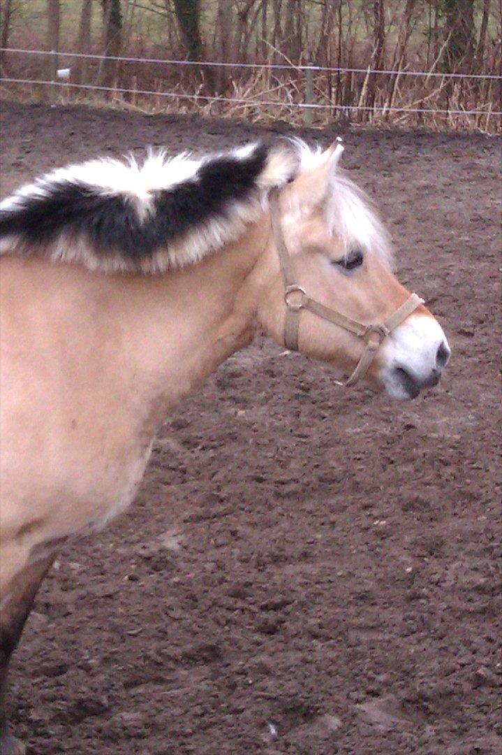 Fjordhest Tilde billede 6