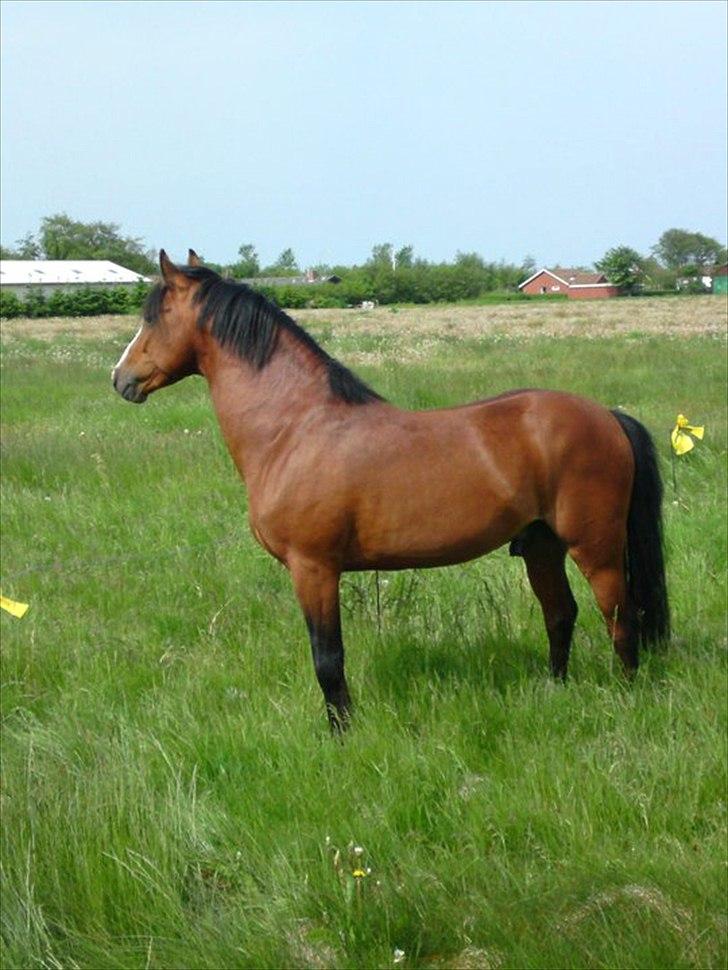 Anden særlig race Frydendals Casino *solgt* - Stadig hingst...en STOLT én :) billede 1