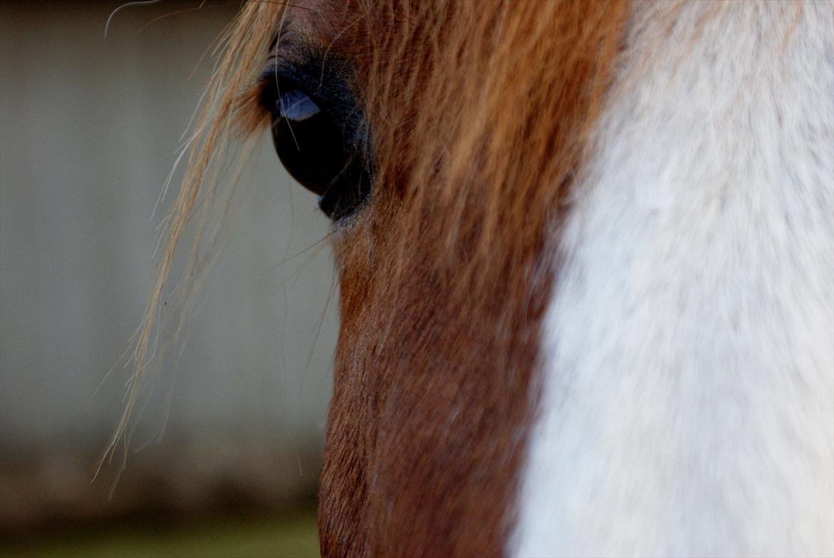 DSP Pyrrhula [Himmelhest] billede 2