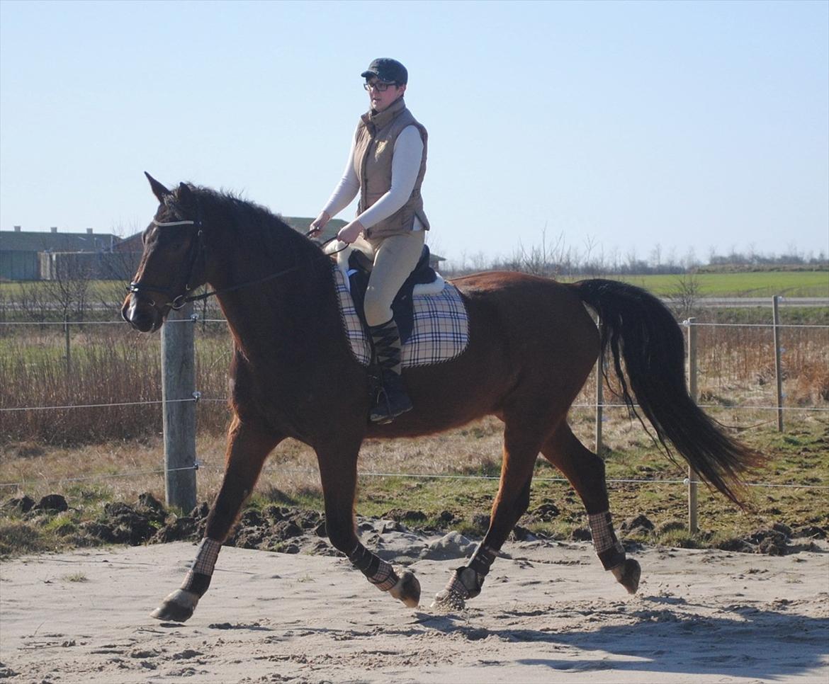 Holstener Capello billede 18