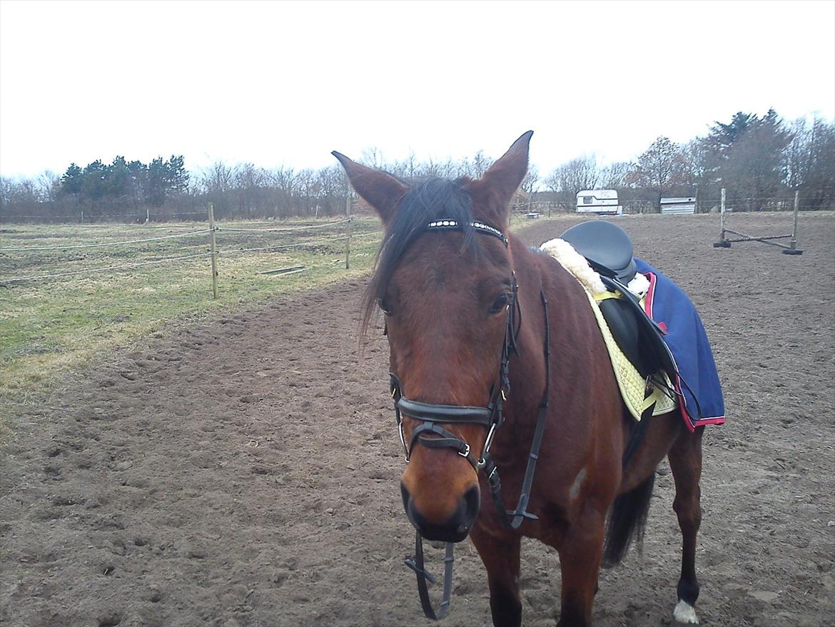 Traver Flying Corona (Fly) billede 20