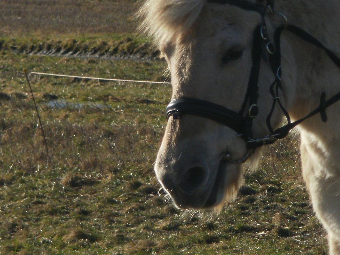 Anden særlig race Sunshine  *solgt* billede 20