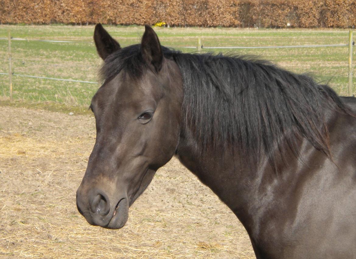 Welsh Pony (sec B) Butleigh Eleanor - Prada 21/3-2012 billede 1