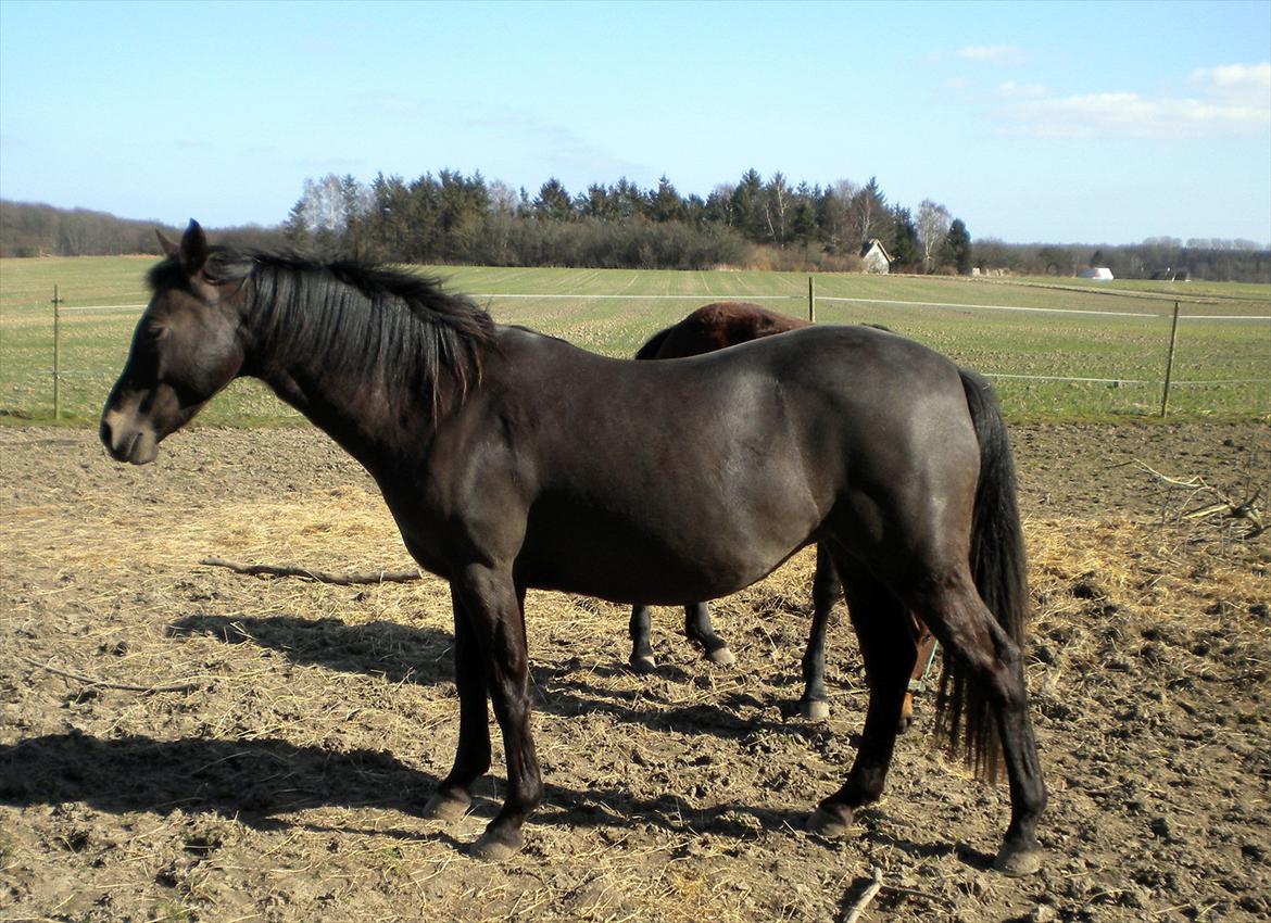 Welsh Pony (sec B) Butleigh Eleanor billede 2