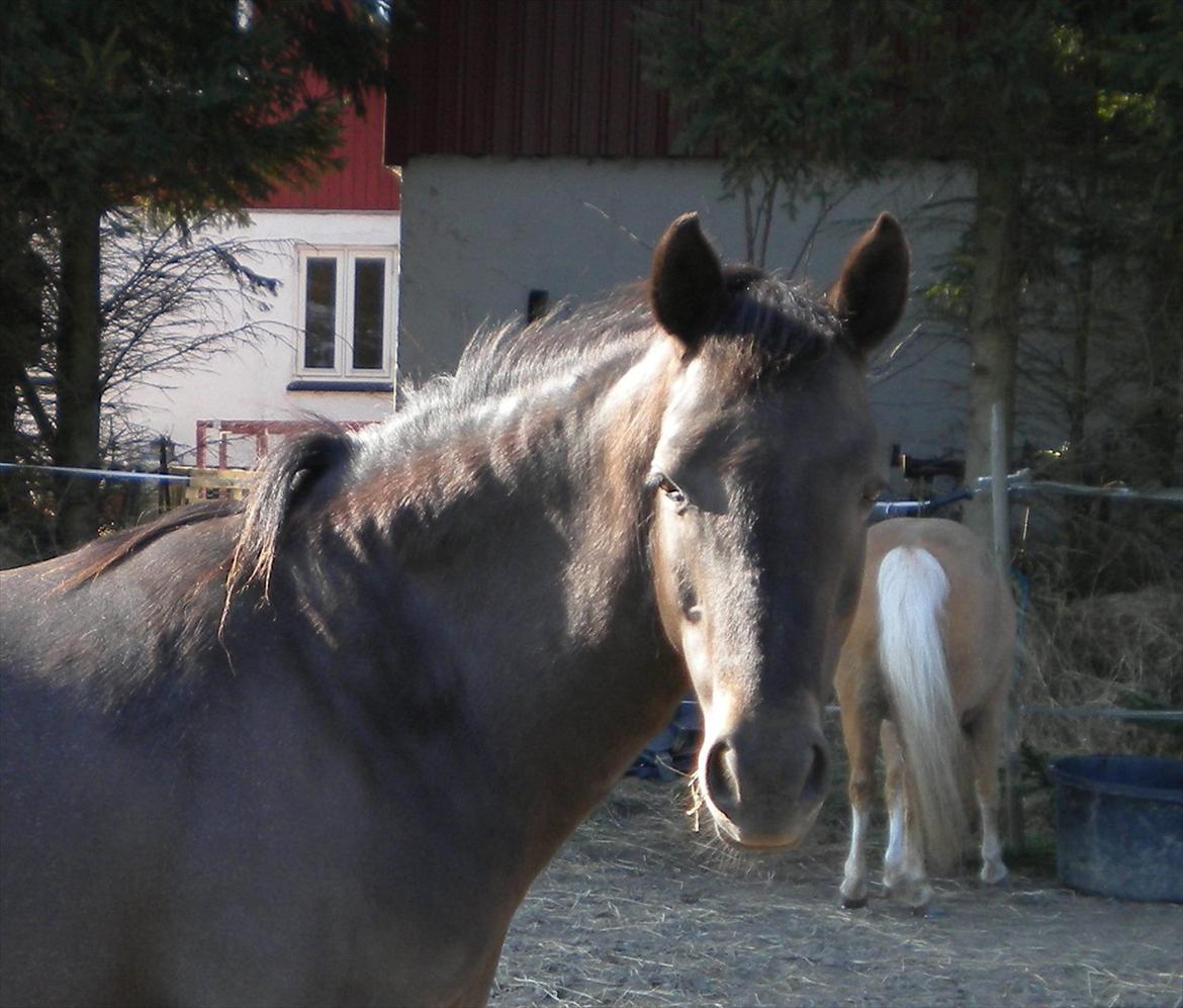 Welsh Pony (sec B) Butleigh Eleanor billede 3