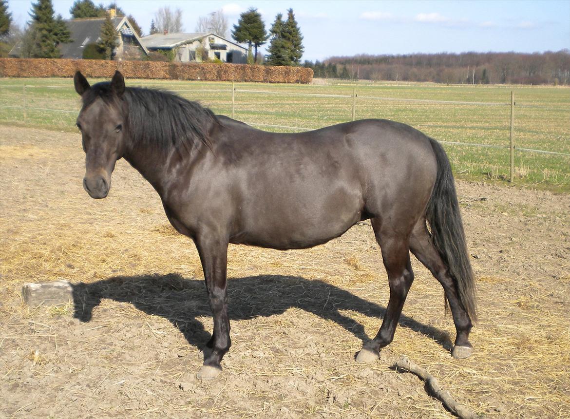 Welsh Pony (sec B) Butleigh Eleanor - Hun er en smule støvet efter at have gået med dækken:-) billede 4