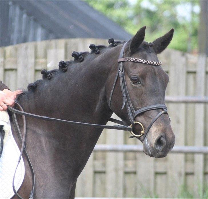 Welsh Pony (sec B) Butleigh Eleanor - Smukke Prada hos stutteri Englykke billede 5