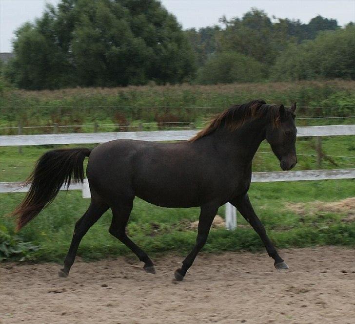 Welsh Pony (sec B) Butleigh Eleanor - Billedet er venligst lånt af Stutteri Englykke billede 6