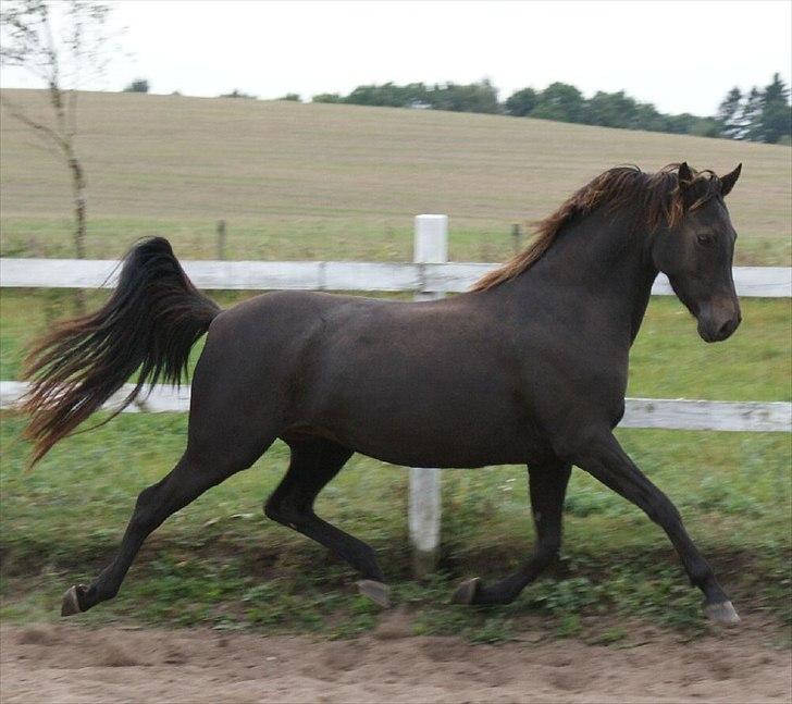 Welsh Pony (sec B) Butleigh Eleanor - Billedet er venligst lånt af Stutteri Englykke billede 7