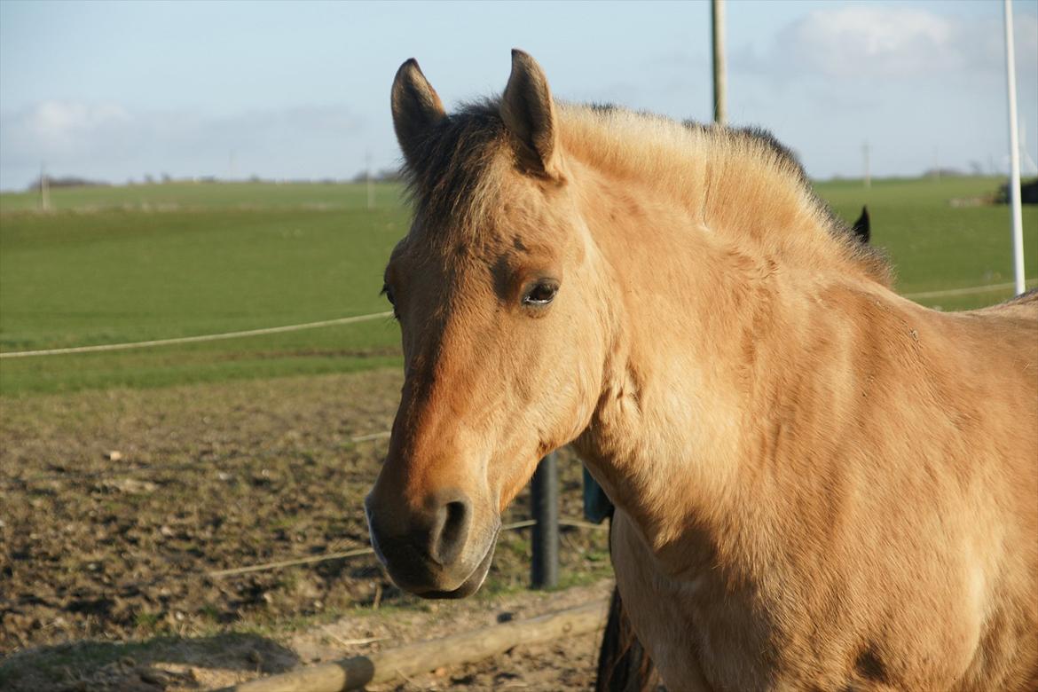 Anden særlig race Cajsa<3! *SOLGT :(* - Velkommen Til Cajsas Profil, 
Begrund lav eller middel, så kan jeg nemlig gøre min profil endnu bedre !:-) billede 1