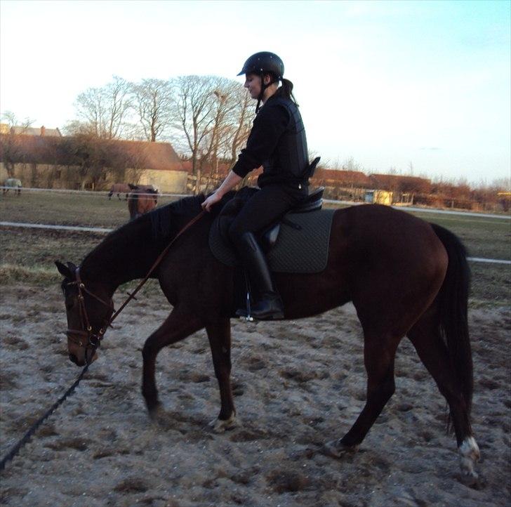 Fuldblod (XX) Indian Amy - Første gang med rytter billede 9