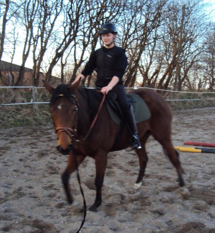 Fuldblod (XX) Indian Amy - Første gang med rytter billede 10