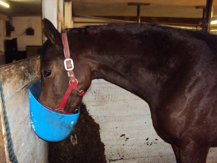 Fuldblod (XX) Indian Amy billede 12