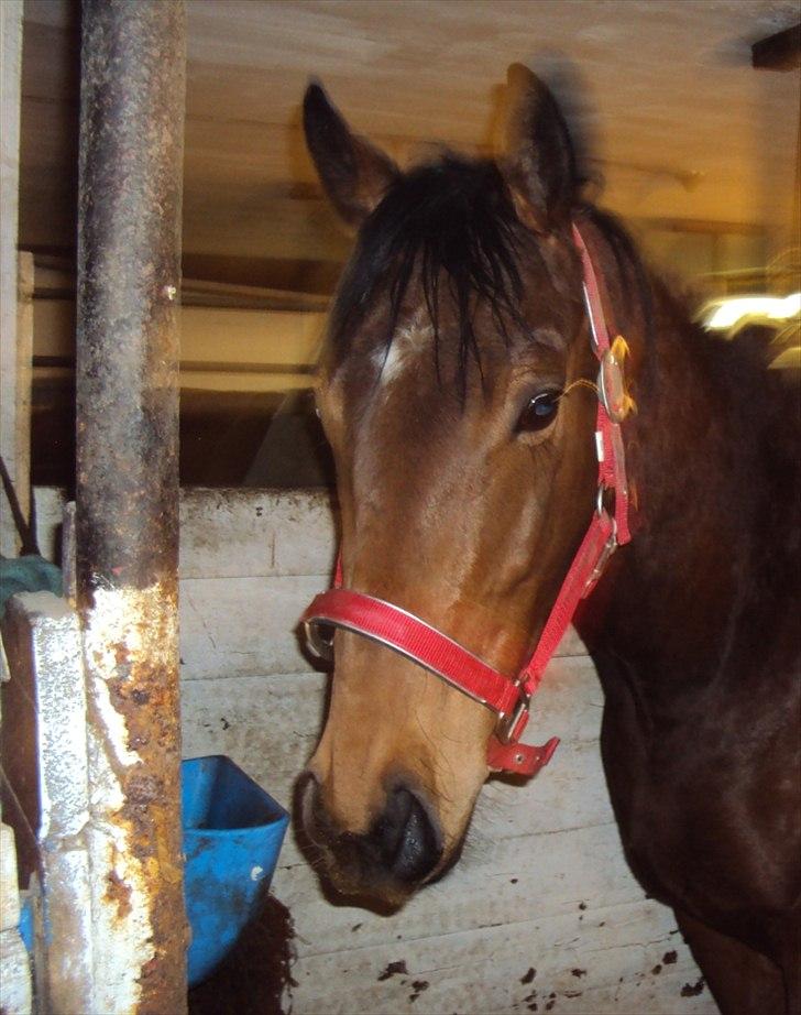 Fuldblod (XX) Indian Amy billede 13