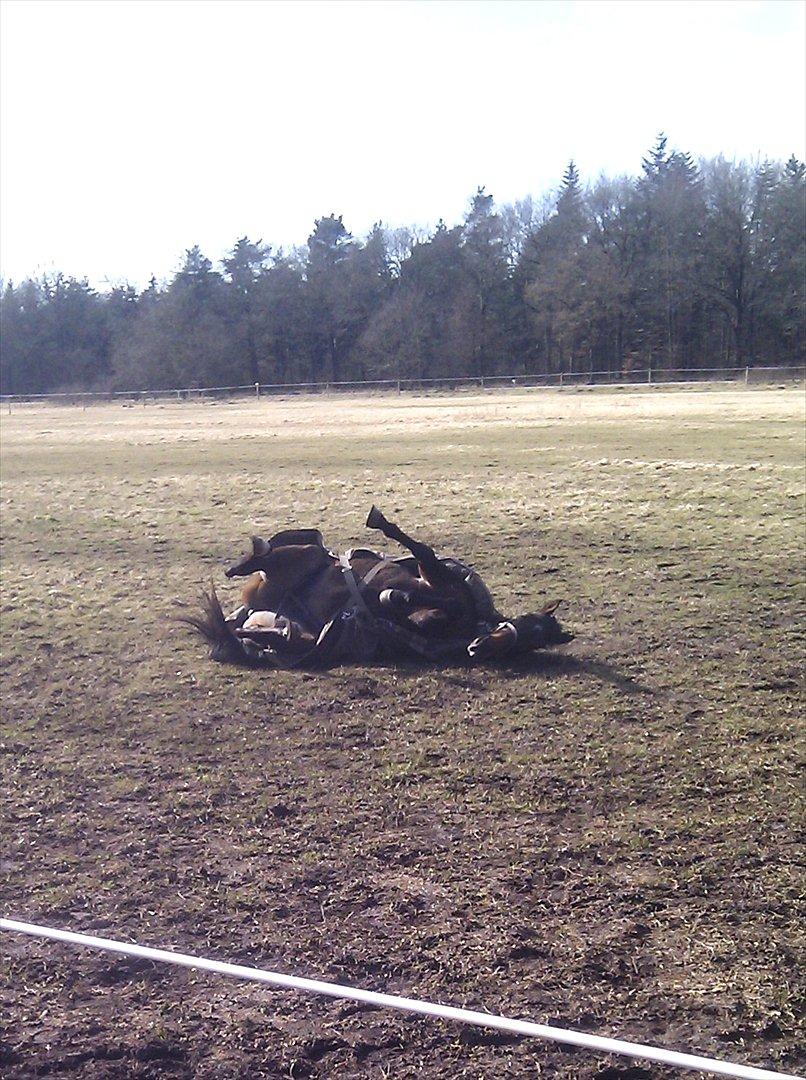 Fuldblod (XX) Adept  SOLGT billede 15