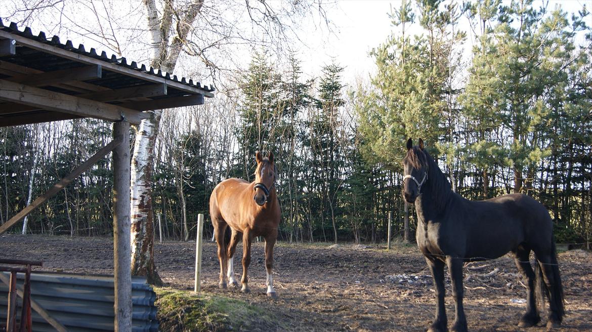 Frieser Tsjitse F Hyllested Østergaard billede 2