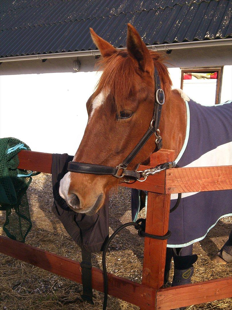 Anden særlig race Lindholms Line<3 RIP:'(:'(<3<3 - et smil kan være meget, men ofte er det falsk! Taget af Mig ;-) billede 3