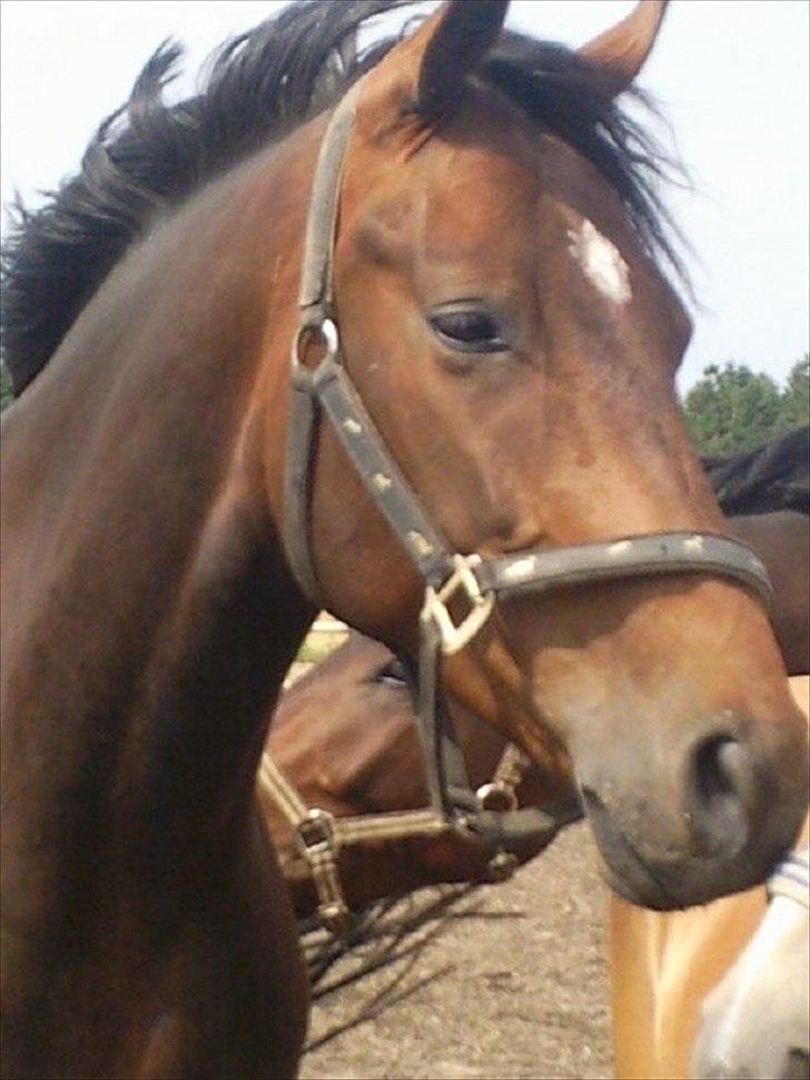 Dansk Varmblod Cameo Star Wind - Du er nu smuk det kan ingen tag fra dig <3  billede 11