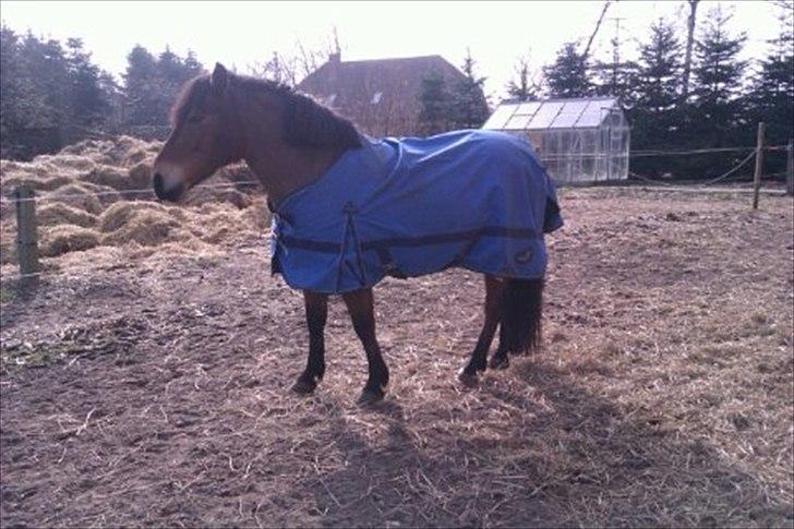 Anden særlig race lucky   billede 8